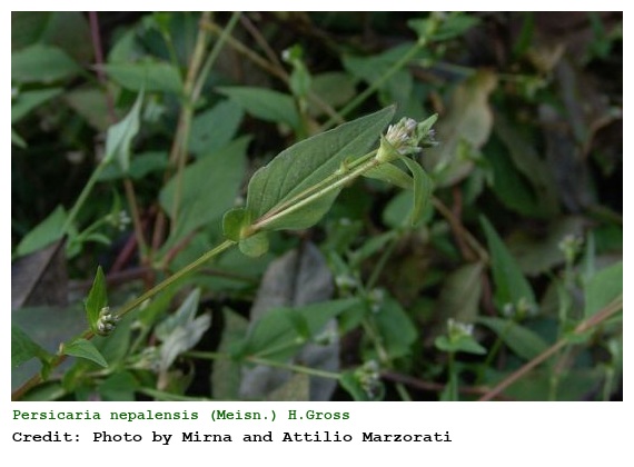 Persicaria nepalensis (Meisn.) H.Gross